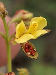 Image result for Phyllanthus caespitosus