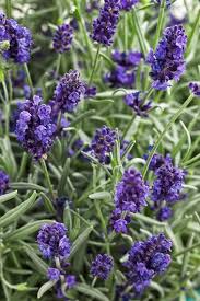 We did not find results for: 24 Purple Flowers To Brighten Your Garden Garden Design