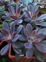 It is now about three metres tall and shows no sign of stopping growing.the roots have come away from the base of the pot and are spreading in all. 900 Carmichael Cacti Succulent Club Ideas In 2021 Planting Succulents Cacti And Succulents Cactus And Succulents