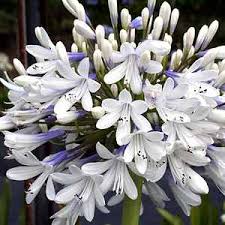 Image result for Agapanthus praecox