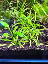 Image result for Ranalisma