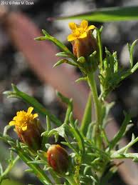 Image result for Dyssodia