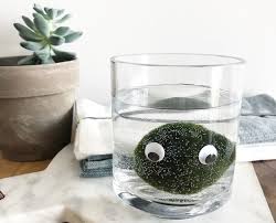 At their largest in the natural environment, moss balls can reach up to 12 inches in size! Pet Plant Could You Love A Marimo Moss Ball