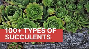 The primary purpose is to include detailed photos as accurately as possible for the positive identification of a particular species. 118 Different Types Of Succulents With Pictures Indoor Outdoor