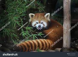 Red Panda Or Its Scientific Name Ailurus Fulgens Is A Carnivorous Animal Originating From The Himalayas And China Image Carnivorous Animals Red Panda Animals