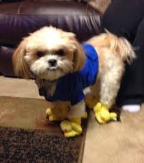 Check spelling or type a new query. Pin On Dogs Wearing Boots Shoes
