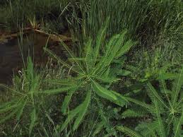 Image result for Sesbania goetzei