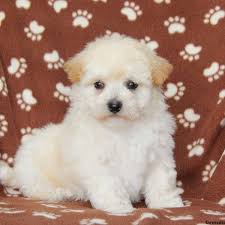 Get yours via lancaster puppies. Lhasa Chon Puppies For Sale La Chon Puppies Greenfield Puppies