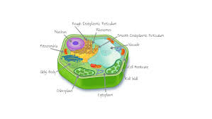 It produces protein to provide the substance to secretory vesicles, golgi bodies, plant vacuoles, endosomes, lysosomes. Plant Cell Parts By Britta Devinny