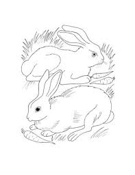 Rabbits Eating Carrots Coloring Page Supercoloring Com Coloring Pages Rabbit Eating Carrot Drawing