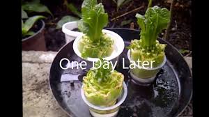 You can begin planting leaf, romaine and butterhead lettuce as soon as the soil can be worked in the spring. Growing New Food Leaf Lettuce From Left Over Vegetable Scraps Youtube