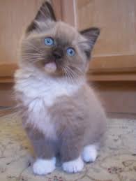 Black And White Ragdoll Cat For Sale Seal Mink Ragdoll Cat Zoeys Christmas Present 3 Kitten Breeds Kittens Cutest Ragdoll Cat Breeders