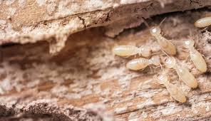 People usually only see termites inside when an. Termite Damage This Is What They Can Do To Your Homeamco Ranger