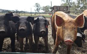 As Chinas Pig Herd Shrinks Us Gears Up To Fill Global Pork
