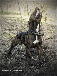 pin on american pit bull terrier apbt game dog working pitbull conditioned apbt pitbull bull dogs pitbull dog red nose adba