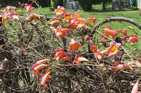 Image result for Bignonia capreolata