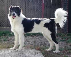 Bucovina Shepherd Dogs Puppy Junkyard Dog Dog Breeds Dogs