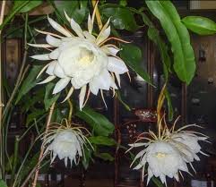 Equally viable, depending on the variety and your climate. Frances Chu S Blog æ›‡èŠ± Epiphyllum Oxypetalum
