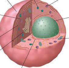 Check spelling or type a new query. Grade 8 Science Chapter 1 Animal Cell Part 2 Diagram Quizlet