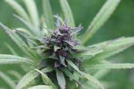 Cbd blüten unterliegen dem betäubungsmittelgesetz. Cannabis Steht Die Legalisierung Unmittelbar Bevor