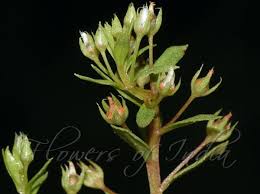 Image result for Anagallis pumila