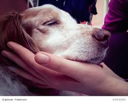 Das geliebte haustier gehen lassen. Abschied Nehmen Vom Geliebten Hund Haustiermagazin