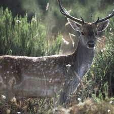 The device uses a motion sensor to detect the presence of nearby animals. 20 Ways To Keep Deer Out Of Your Yard This Old House