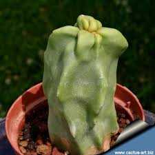 Lift your spirits with funny jokes, trending memes, entertaining gifs, inspiring stories, viral videos, and so much more. Lophocereus Schotti Forma Mostruosa Minor Mickleyanus Succulents Sandy Soil Plants