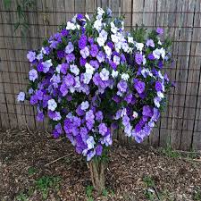 Image result for Brunfelsia pauciflora
