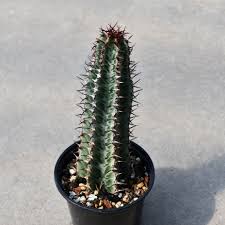 Image result for Euphorbia confinalis