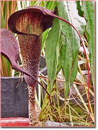 Image result for Arisaema