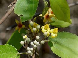 Image result for Grewia arborea