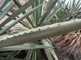 Image result for Chlorophytum calyptrocarpum