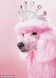 Barking Mad Pink Puppy Poodle Dog Poodle