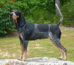 Below is the list of puppy for sale ads on our site. Razor Ridge Blue Blessed Be
