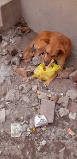 This is not so much about dogs,,,,but about awareness,,and without going  into great detail,,,poverty exists on this Island,,,whether you are aware  of it or not,,we at Aid are,,and we help as many