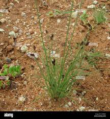 Image result for Bulbostylis hispidula