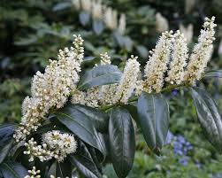 Die optimale jahreszeit zum pflanzen von kirschlorbeer ist der herbst. Kirschlorbeer Pflanzen Und Pflegen Mein Schoner Garten
