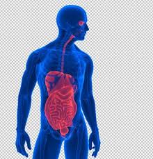 Human internal organs flat icons set. Premium Psd Front And Back View Of Human Skeleton
