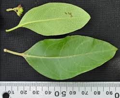 Image result for Volkameria glabra