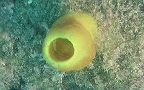 Image result for Tunicate green