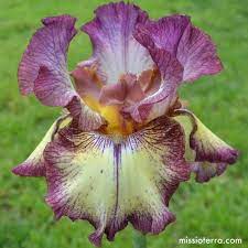Innocent Star Re Blooming Iris Blooms In Spring And Again In The Fall Unusual Combination Of Cream Iris Flowers Iris Garden Most Beautiful Flowers
