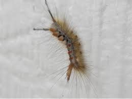 In the spring, they migrate west. Caterpillar Infestation On A Colorado Blue Spruce 757353 Ask Extension