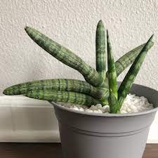 Sansevieria Cylindrica Boncel Starfish Snake Plant Boncel In Gardentags Plant Encyclopedia