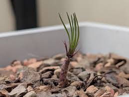 Image result for Gethyllis