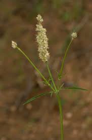 Image result for Kyphocarpa angustifolia