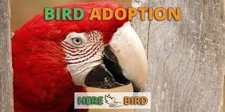 Exotic bird pet store near me. Birds For Adoption Rehoming Guide To Pet Birds Parrots Exotic Birds