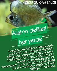 Iman Hakikati Cicekler Bocekler Kuslar Baliklar Bakteriler Hayvanlar Gokyuzu Yeryuzu Mucizeler Guzellikler Manzaralar Charles Darwin Fosiller Balik