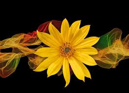 Sadece gov.tr, edu.tr, tsk.tr, k12.tr, av.tr, dr.tr, bel.tr, pol.tr, kep.tr uzantıları için başvuru alınmaktadır. Flower Meanings In Dreams Interpreting Flower Dreams Whats Your Sign