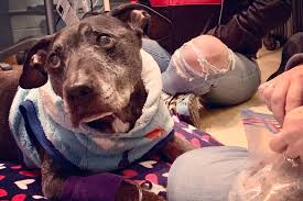 Last surviving dog from Michael Vick's dogfighting ring dies